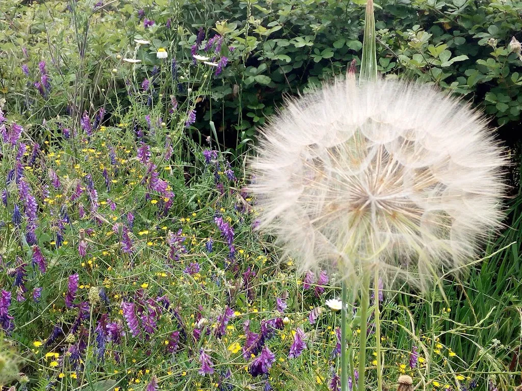 Papaya_Tiriolo_slider_image_3