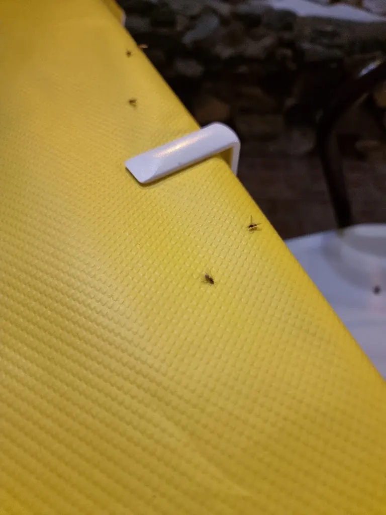 Umberto Perosce_La Torre_Tortora_review