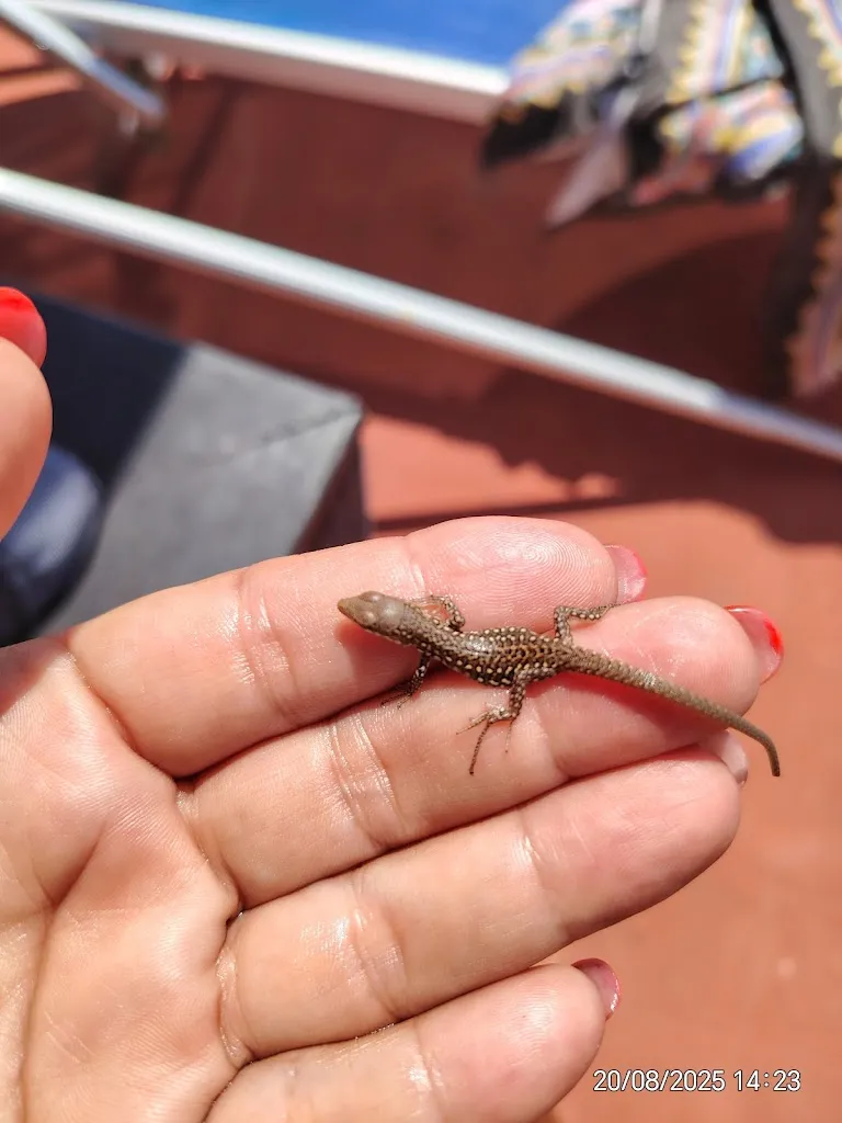 Domenica Giuliani_Hotel Ristorante Brutium_Tortora_review