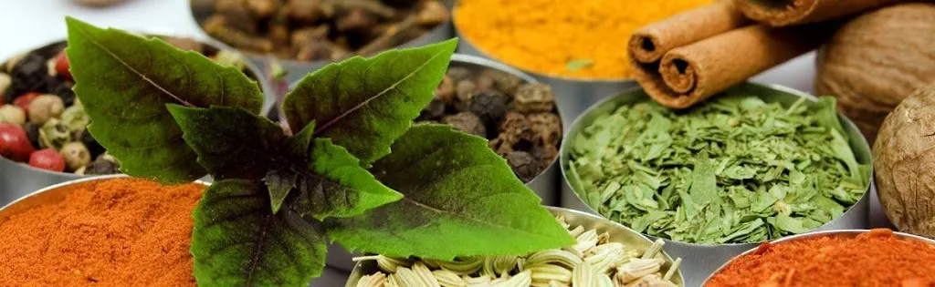 Menu_Zenzero & Bambù_Tortora_image_5