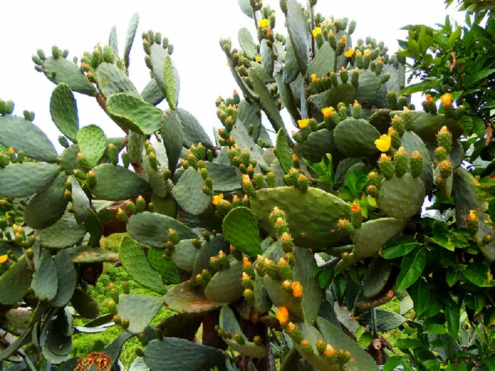 Agriturismo villa cristina_Varapodio_slider_image_3