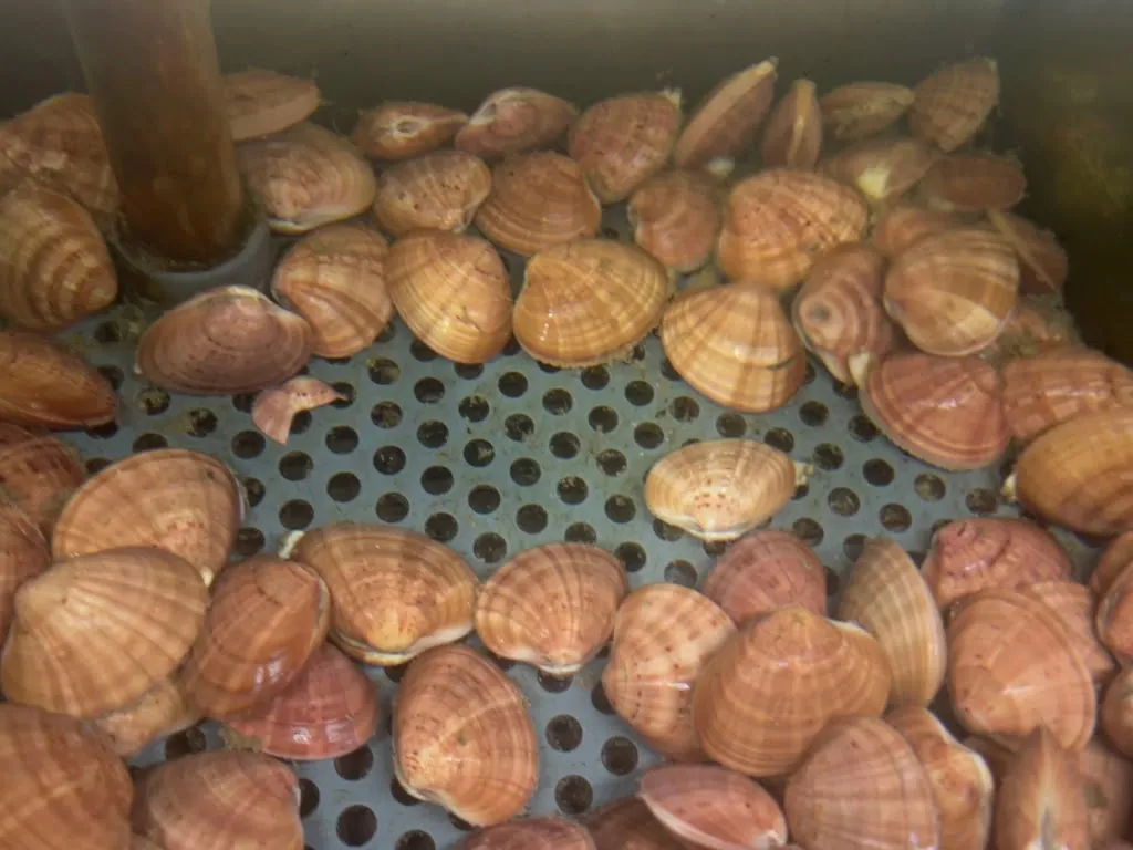 Olga Beltrani_Addo'Piscator corso Vittorio Emanuele n69/71Acerra_Acerra_review