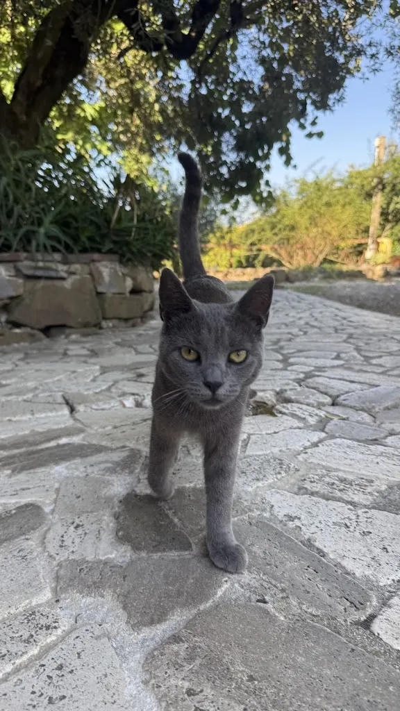 Lu Chih_Mammarella_Altavilla Silentina_review