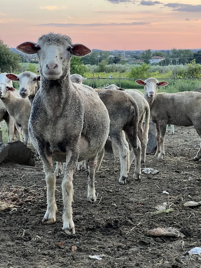 Yariv Shamash_Agriturismo Spennagalli_Altavilla Silentina_review