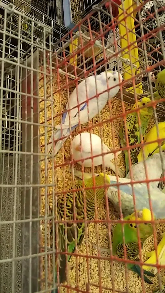 Bar Gallo_Andretta-Mattinella_slider_image_3