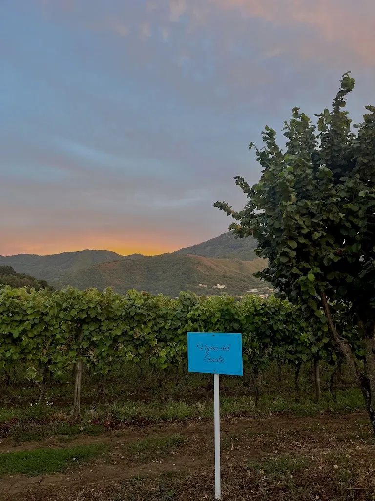 Isabel Gheza_Azienda Agricola Guerritore_Antessano_review