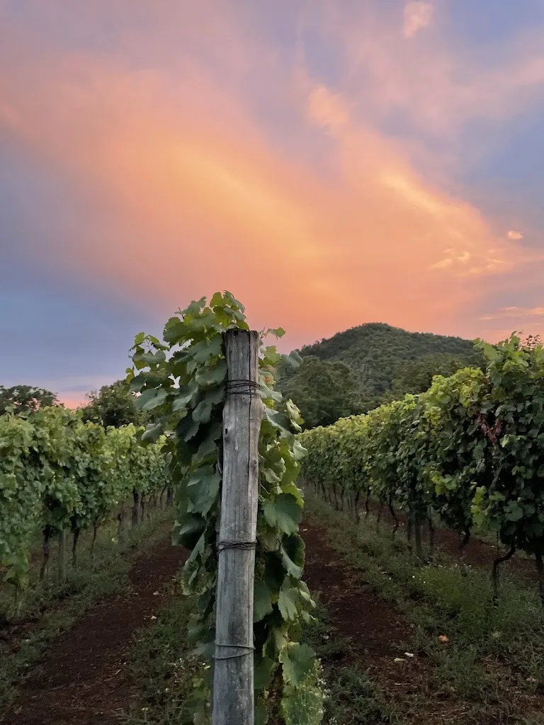 Azienda Agricola Guerritore_Antessano_slider_image_2