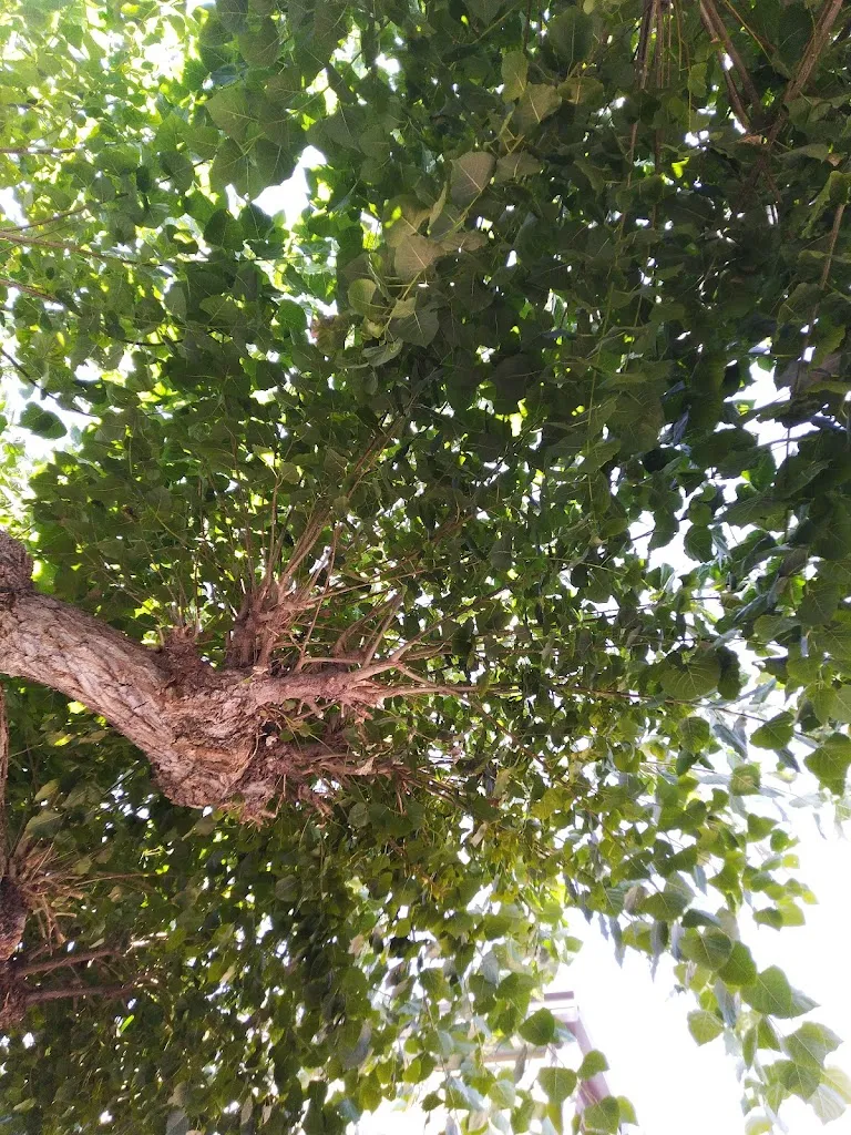 Daniele De Guglielmo_Lo Smeraldo_Aquilonia_recensione