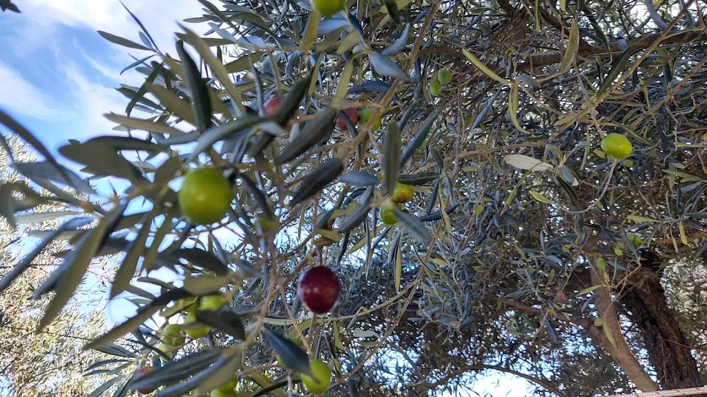 Don Lisander_Agriturismo Le Coccinelle_Giuliano Teatino_recensione