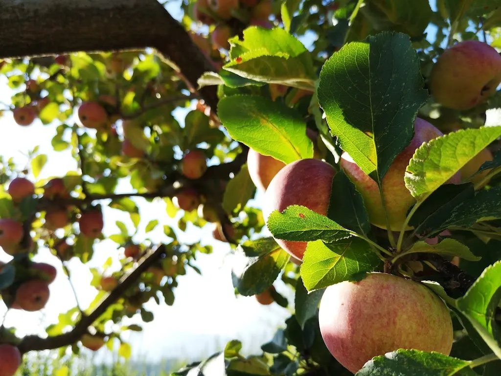 Tenuta morrone_Caggiano_slider_image_3