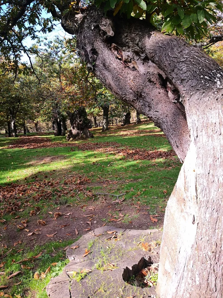 Maria Ferrara _Pasticceria Bar F. Leone_Calvanico_review