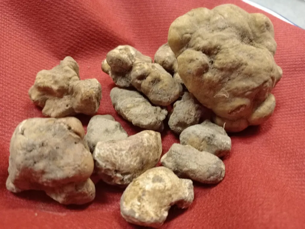 Menu_Baccalà Vino e Merendino_Capezzano-Cologna_image_5