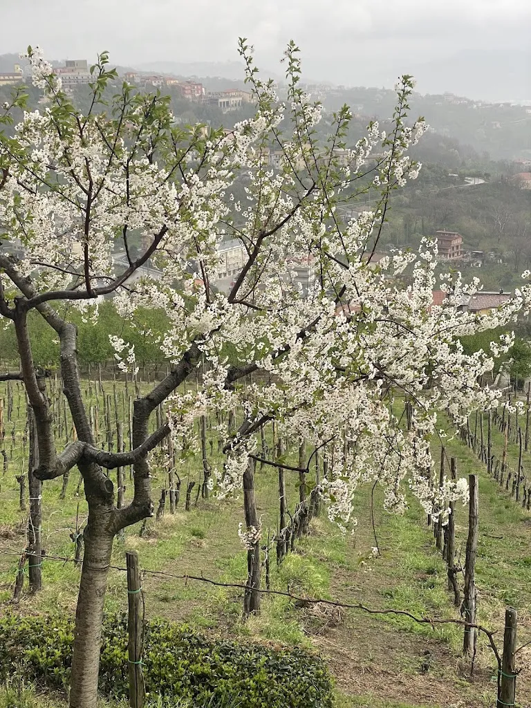 Carmine Testa_Agriturismo Tenuta Belvedere_Capriglia_review