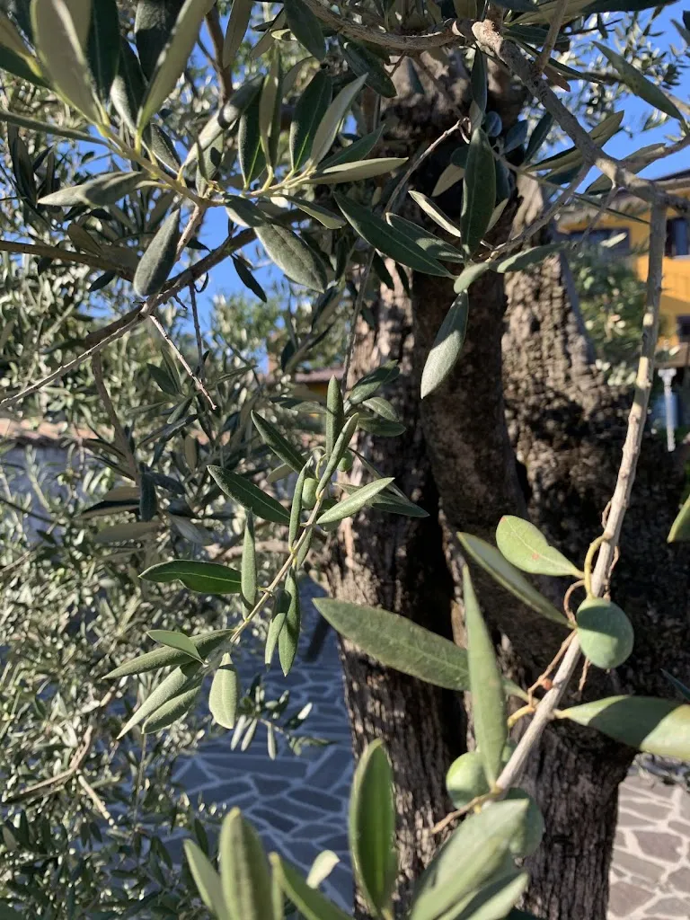 Agriturismo Tenuta Belvedere_Capriglia_slider_image_3