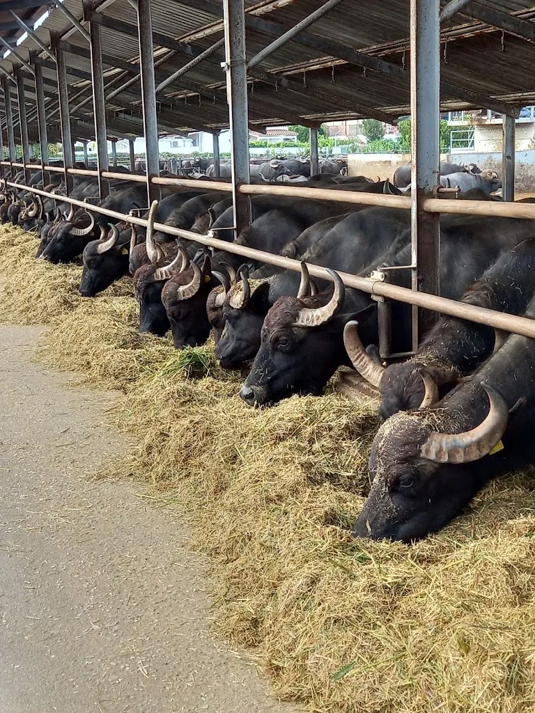 Barlotti_Capaccio_slider_image_3