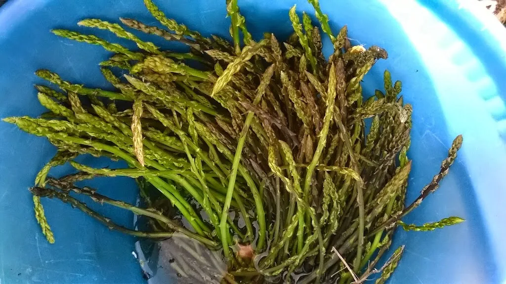 LA COMMENDA: Ristorante Pizzeria_Capaccio_slider_image_2