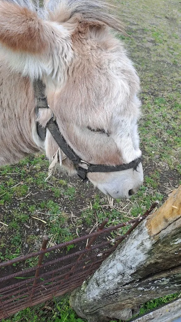 peppe pacelli_Il Casotto Di Torrazzano_Carbonara di Nola_review