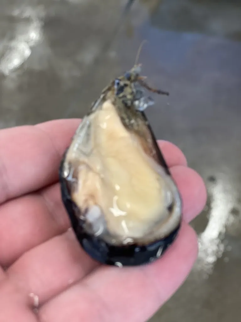 Menu_Ristorante Pizzeria Classe 