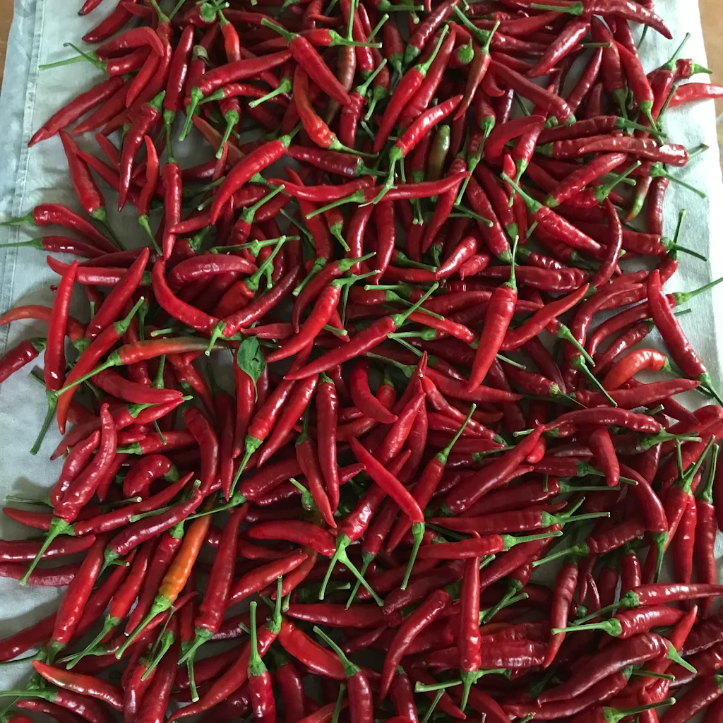 Menü_Voglie Cilentane, prodotti e cucina Cilentana._Casal Velino_Bild_6