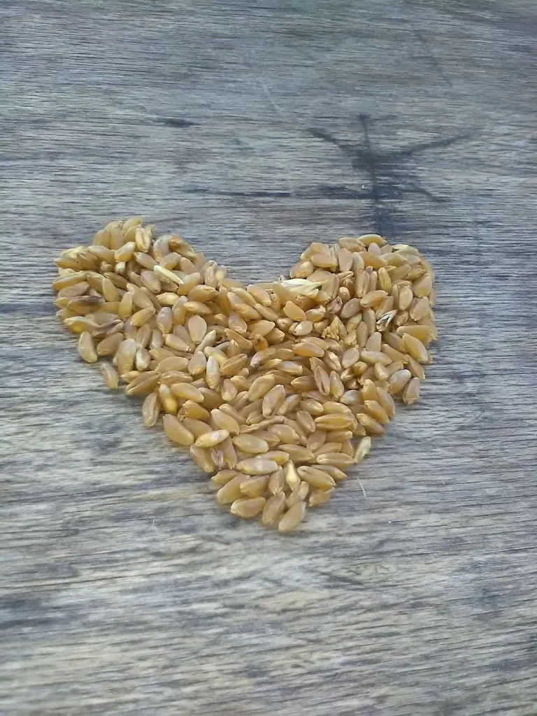 Menu_Paninoteca Il Capriccio_Lentella_image_9