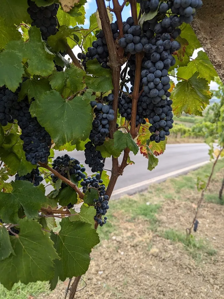 Zack_Ristorante Pizzeria La Casa Bianca_Castelvenere_recensione