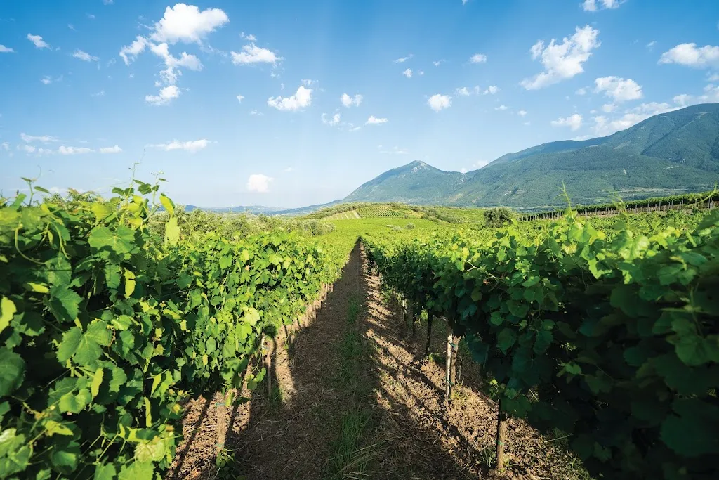Castelle - Viticultori in Castelvenere_Castelvenere_slider_image_2