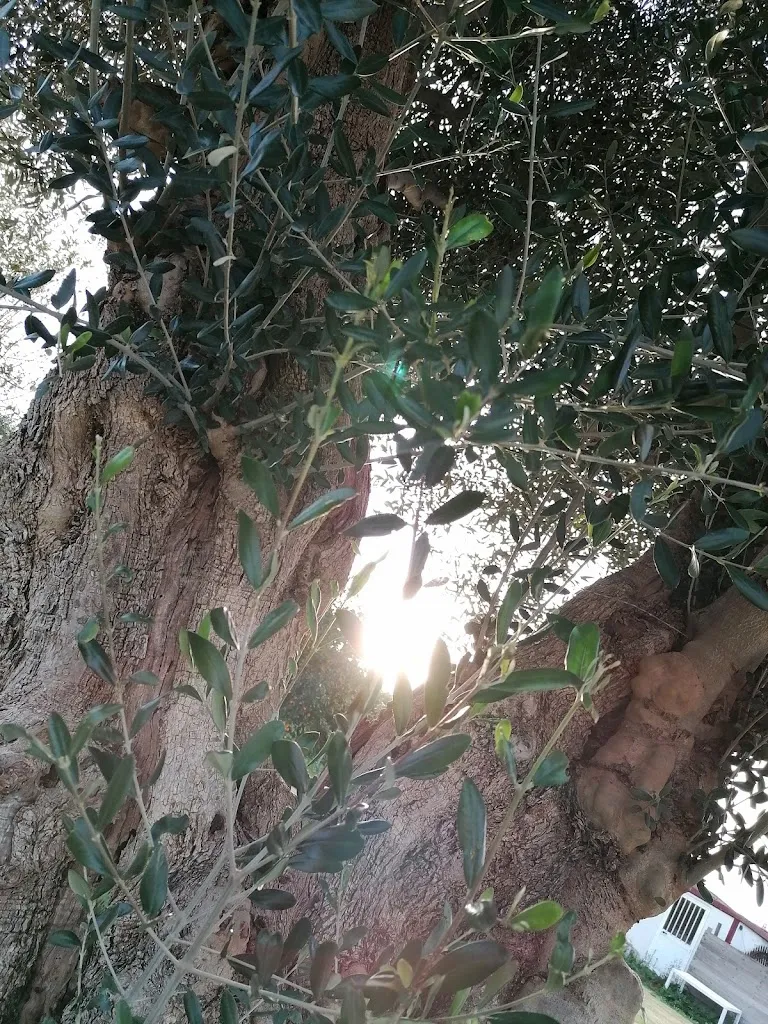 Angela Celardo_Masseria Castello_Castello di Cisterna_review