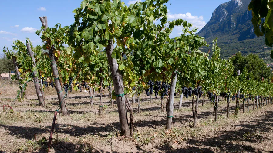Cantina Riccio restaurant in Chiusano di San Domenico