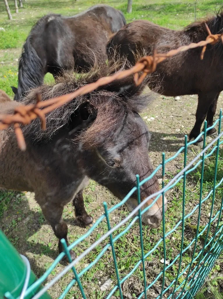 regina teodonno_Trattoria La Tana Del Lupo_Colliano_review