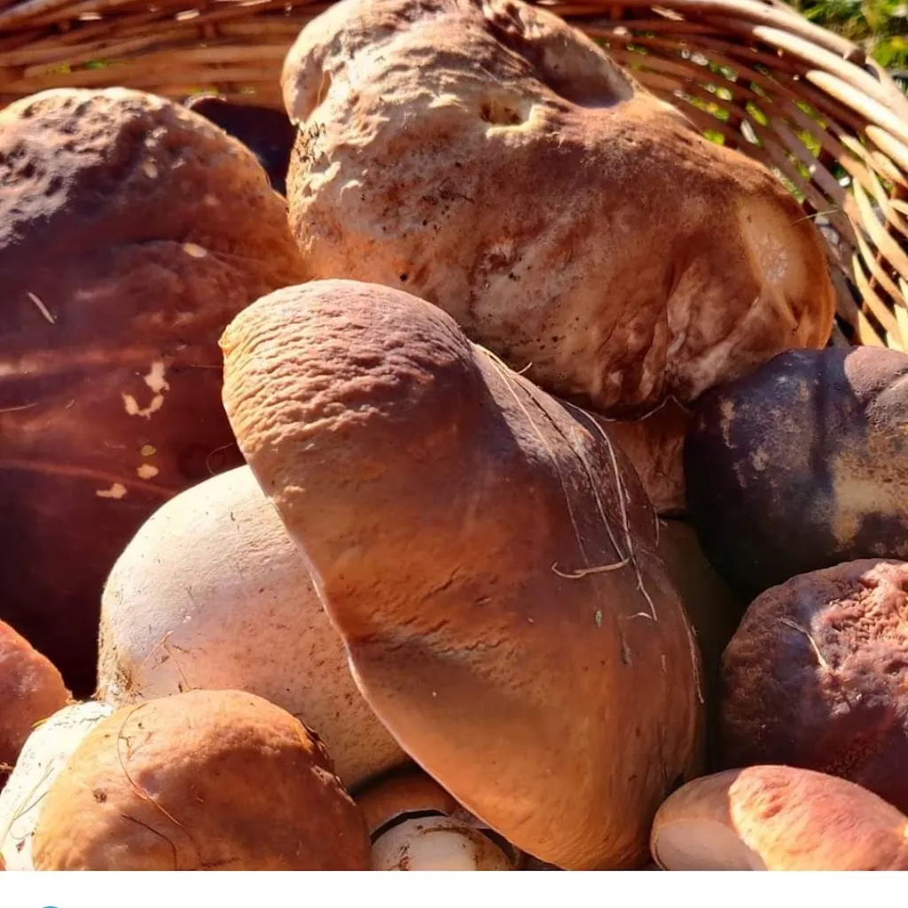 Ristorante Locanda La Campagnola di Lara Carbone_Colliano_slider_image_2