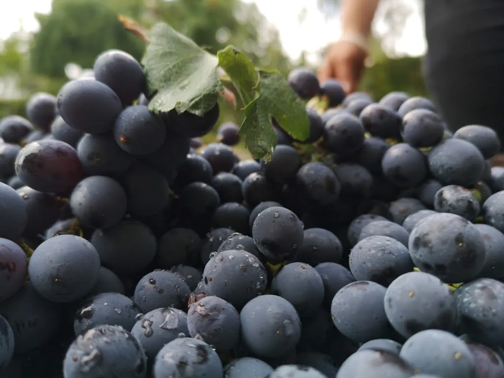 Menu_Agriturismo Terra Nostra_Corleto Monforte_immagine_4