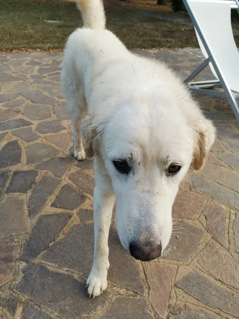 Carla Ter Maat_Agriturismo La Petrosa _Forino_review