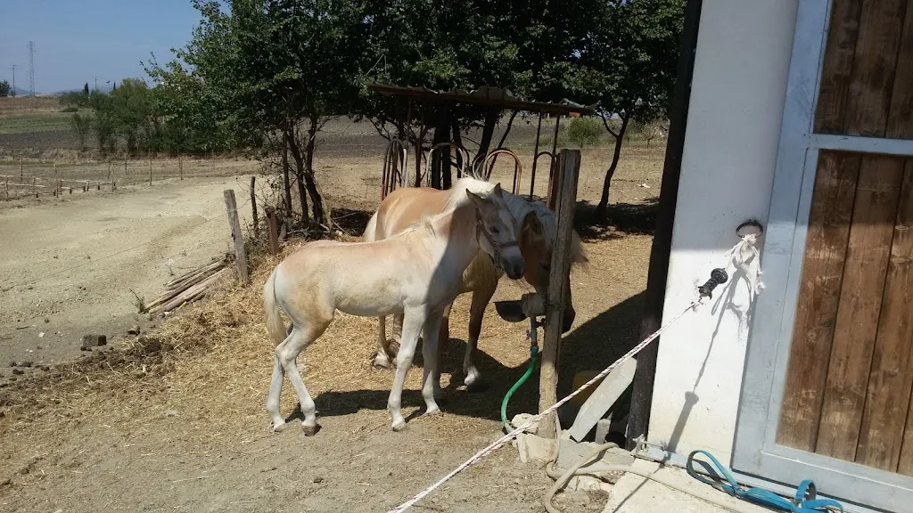 Il Grottino di Cirillo Giovanna e C SAS_Fragneto Monforte_slider_image_3