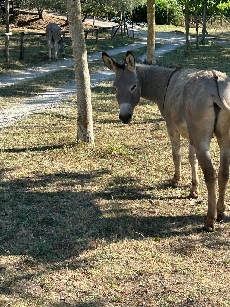 Rosa conza_Agriturismo LE BACCHE DI GINEPRO_Frasso Telesino_review