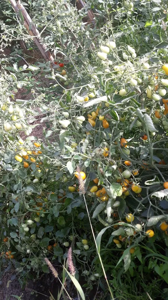 Pietro Nappi_napoli ieri e oggi pizzeria_Liveri_review