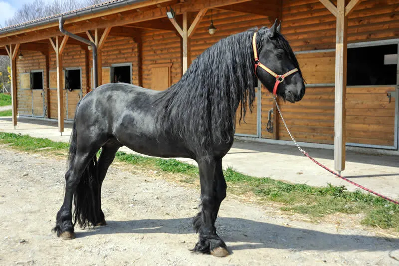 Farm Campetella_Moio della Civitella-Pellare_slider_image_2