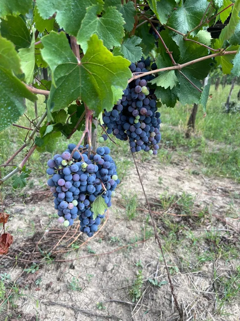 Veronica Di vivo_Agriturismo Il Vecchio Casale_Mirabella Eclano_review