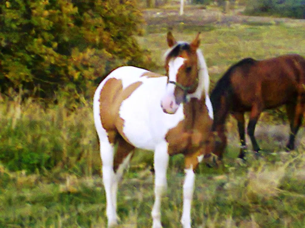 Agriturismo La Vecchia Casetta_Montenerodomo_slider_image_2