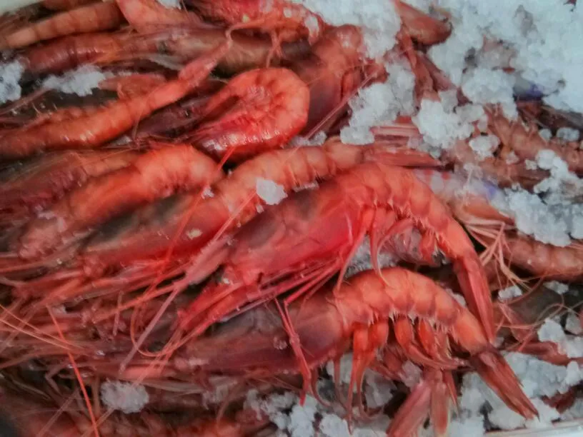 Menu_Ristorante Paisà. Cibo e Ospitalità._Montecorice_immagine_6