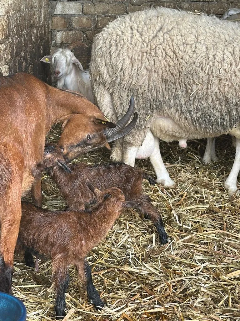 Davide Serpico_Agriturismo Le Bolle_Montecalvo Irpino_recensione