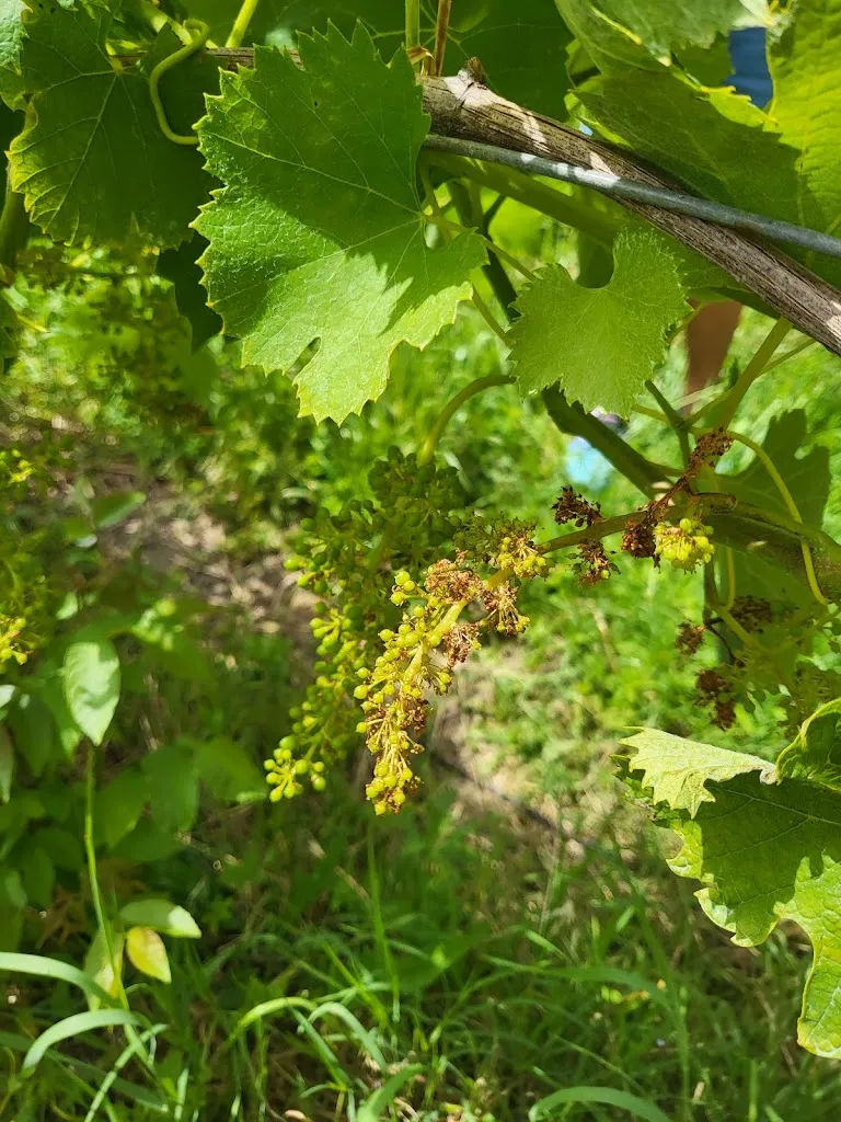 Arthur Shaw_Petrillo vini e sapori_Pietradefusi_review