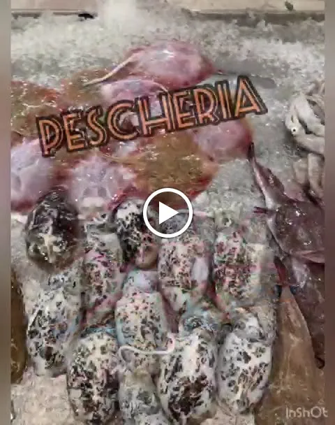 Le meraviglie del mare_Martinsicuro_slider_image_2