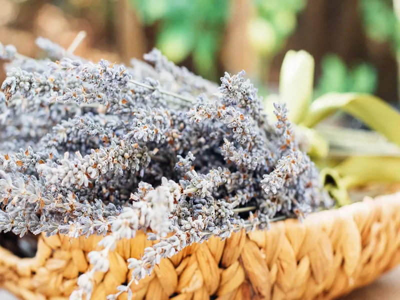 Menu_Country House Donnarumma_Prignano Cilento_image_9