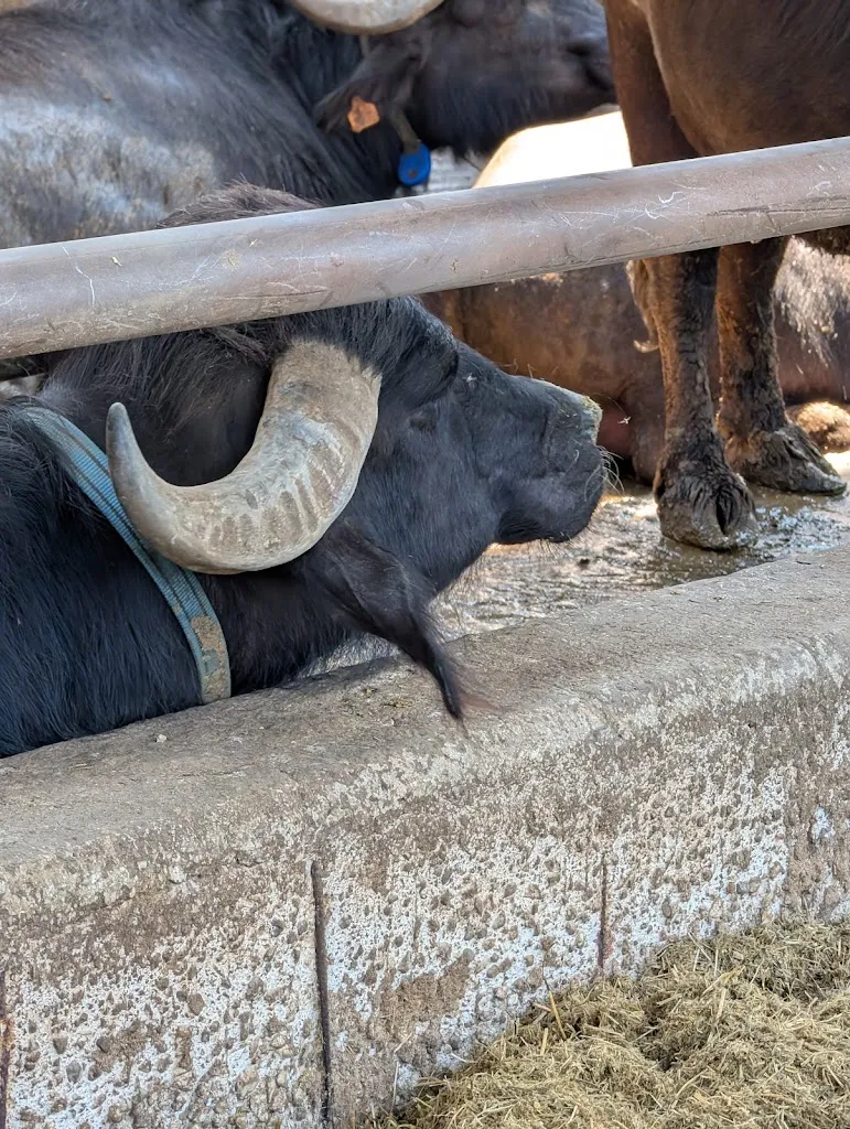 Sahana S_Vannulo mozzarelle_Rettifilo-Vannullo_review