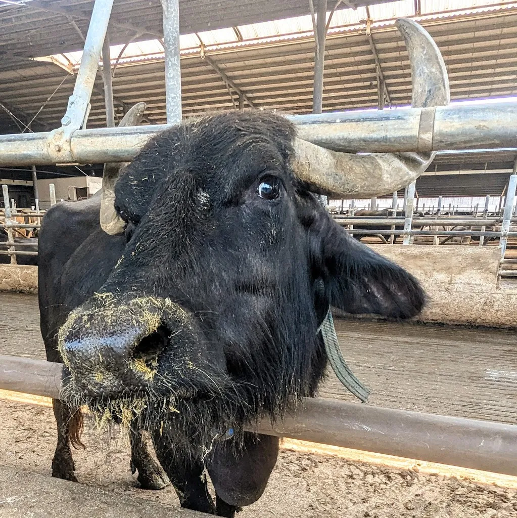 Aaron Rouse_Vannulo mozzarelle_Rettifilo-Vannullo_review