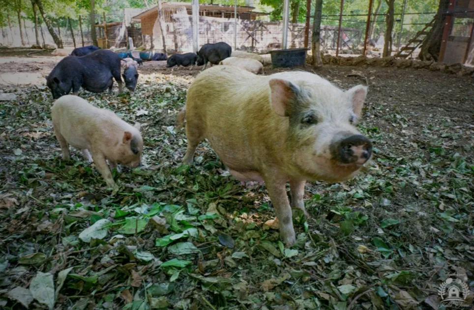 Fattoria Viscione_Roccabascerana_slider_image_1