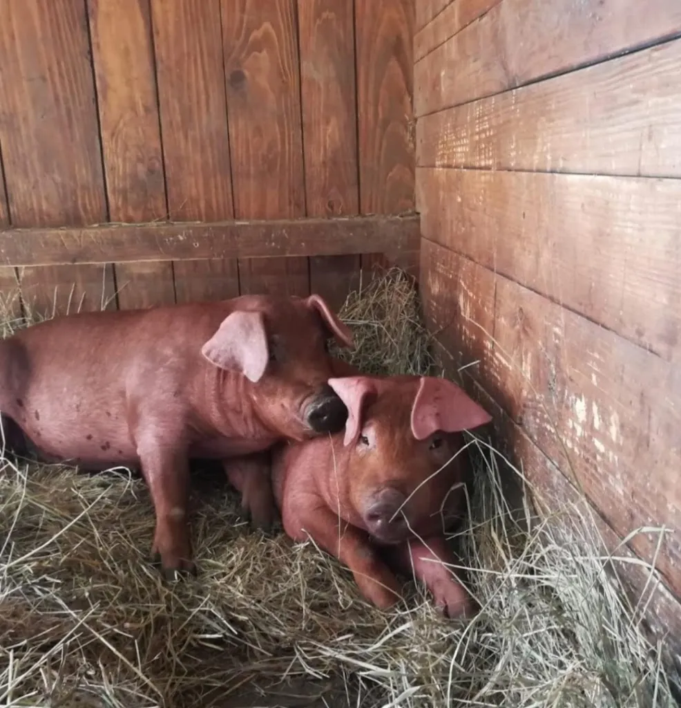 Fattoria Viscione_Roccabascerana_slider_image_2