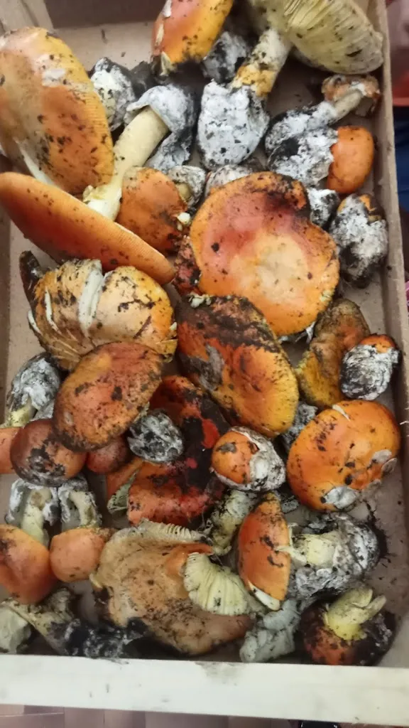 Francesco Maglione_Ristorante La Neviera_Roccamonfina_recensione