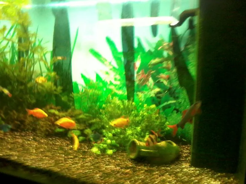 Hotel Ristorante Panorama Di D'Angelo Luigi restaurant in Roccadaspide