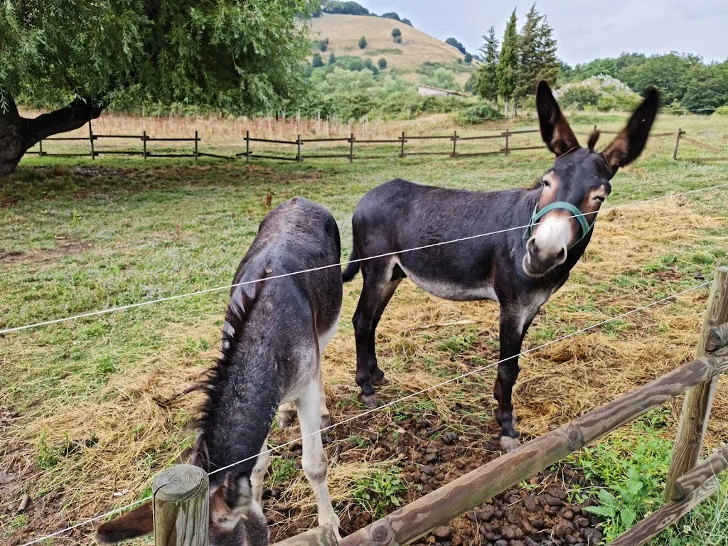 Agriturismo Lu Craparizz_San Gregorio Magno_slider_image_3